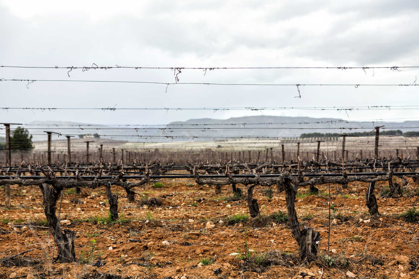 De vinos valencianos