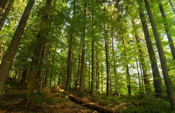 Asociaciones forestales critican el sistema de compensación de carbono que utiliza Foresga con los propietarios de montes
