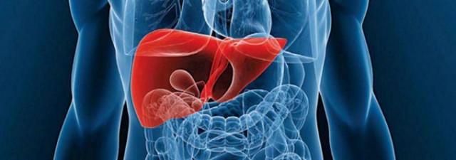 La proteína galectina-3 es clave en el tipo más grave de enfermedad del hígado graso