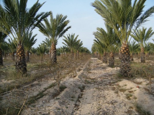 Un proyecto solar de Elche provocará catas en Asprella: posible alquería o asentamiento andalusí

