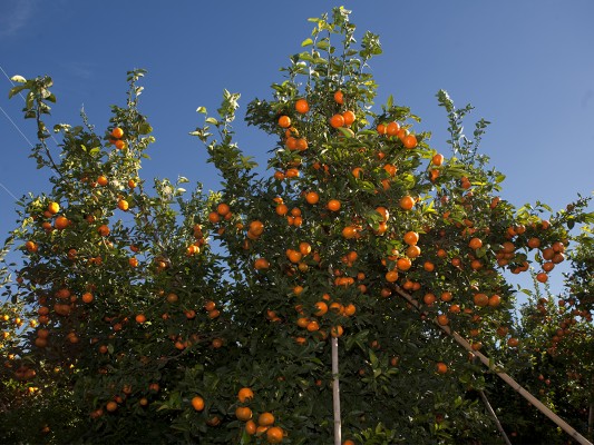 La mandarina nadorcott autoriza más ventas por la pinyolà y la liberalización del cultivo en 2030 