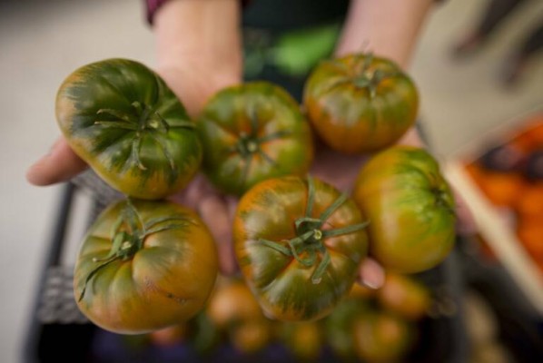 Sin químicos, sostenible y 'handmade': qué debe cumplir el Tomate Muchamiel para venderse como marca CV

