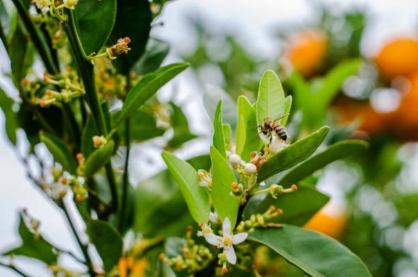 Agricultura lanzará el decreto contra la pinyolà en unos días... y en 2026 convivirán naranjas y abejas