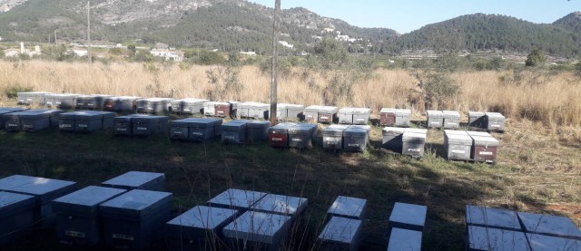 La patronal citrícola urge a publicar el decreto ante la pinyolà y asegura que apoyará acciones judiciales