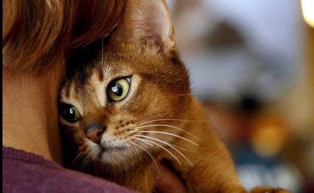 Vila-real llança un programa de formació per a alimentadores de colònies felines 