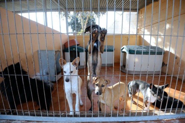 ¡Dejad en paz a los animales!
