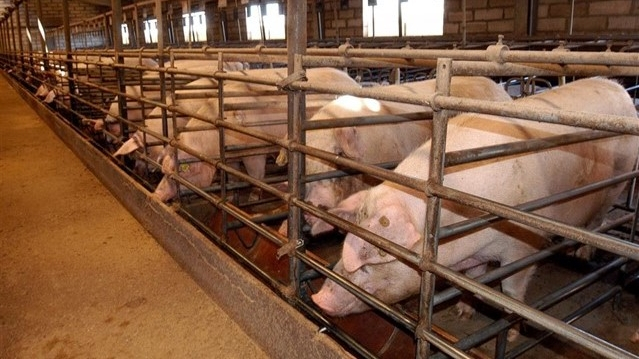 Proyectan en Cabanes una granja intensiva para la gestación de casi 3.500 cabezas de ganado porcino