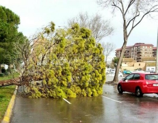 Árboles caídos y parques cerrados por el viento en Valencia y Elche