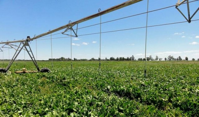 La CHS convoca un concurso público para la detección de regadíos ilegales por 1,8 millones
