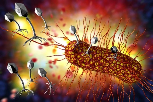 Un virus en el intestino se asocia a mejor capacidad cognitiva, según estudio 