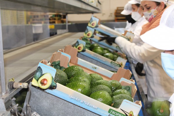 Nace la primera empresa de aguacates 'made in Castellón' con 1.400 toneladas para este año 