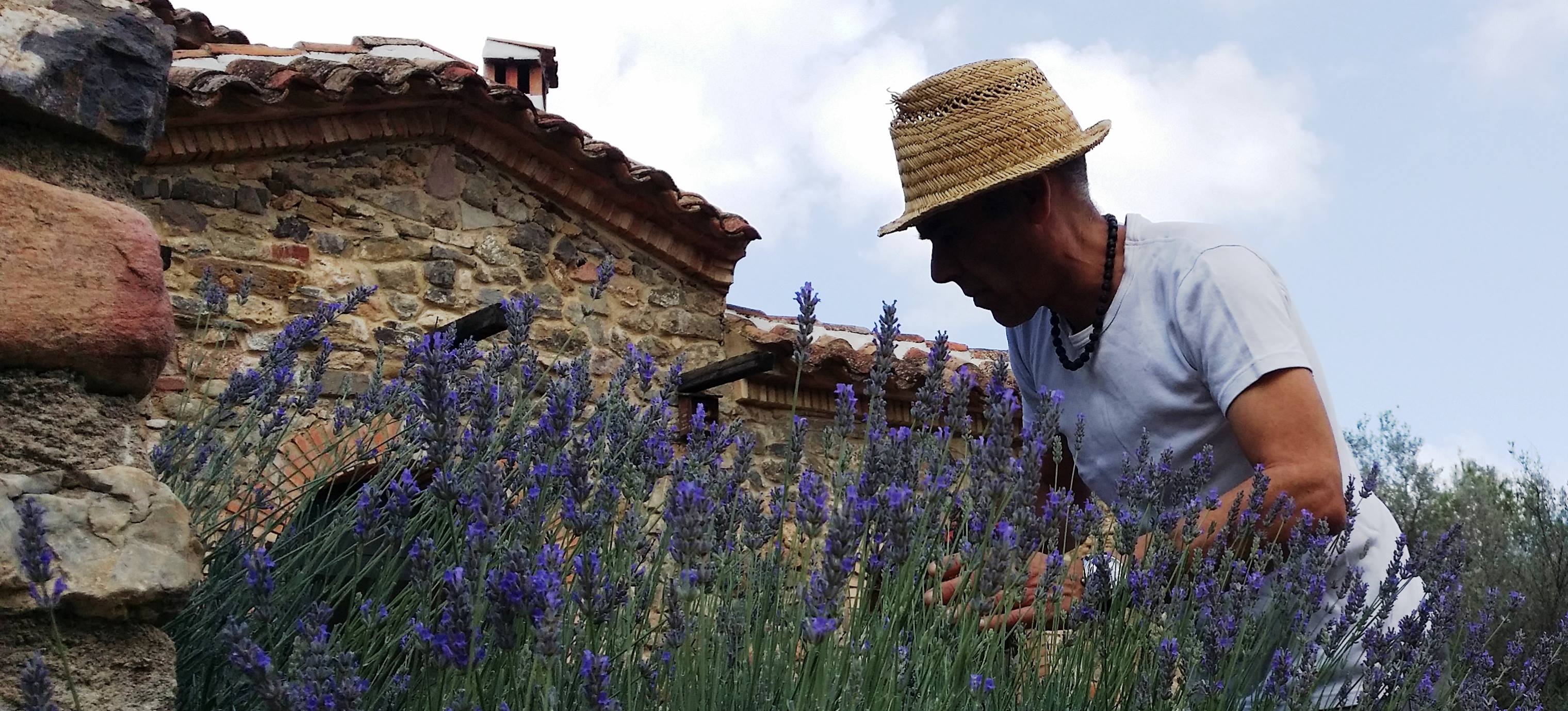 Trabajos de recolección en la Serra d'Espadà. - 