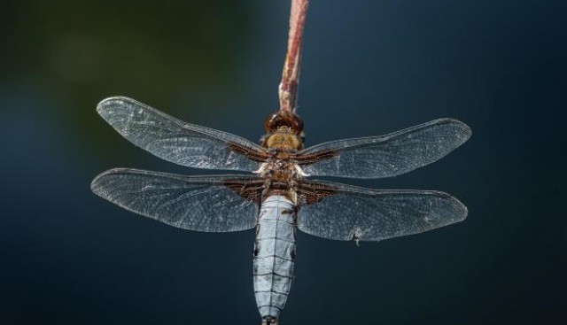 La vida y belleza de los insectos voladores en 34 imágenes de 'Agua... libélulas y fotografías'