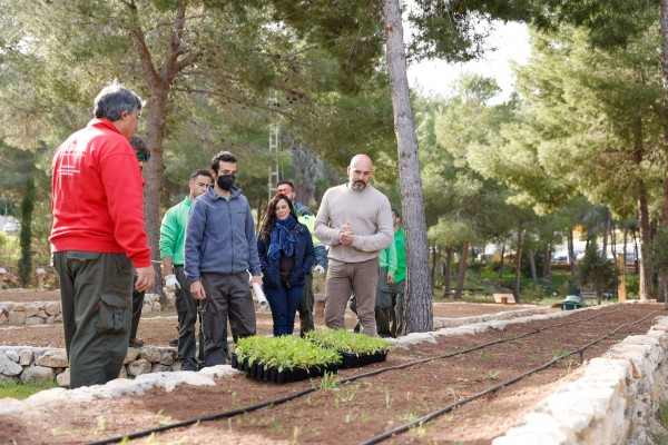 L'Alfàs colabora en la recuperación de la Silene d’Ifac albergando el mayor huerto semillero de la Comunitat
