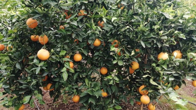 La Unió, AVA y Cooperatives pactan un documento para avanzar en la 'pinyolà'