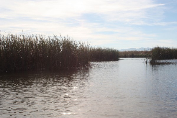 Renaturalizar las aguas residuales urbanas para impulsar la biodiversidad

