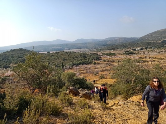 Los afectados denuncian que la macroplanta solar Magda arrancaría 60.000 árboles solo en les Coves