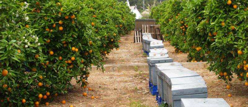 La 'pinyolà' crea un conflicto: la patronal citrícola alerta de que amenaza ventas de 1.500 millones