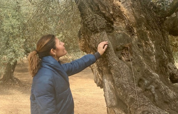 Canet lo Roig reivindica sus 1.300 olivos milenarios: programa siete rutas guiadas gratuitas 