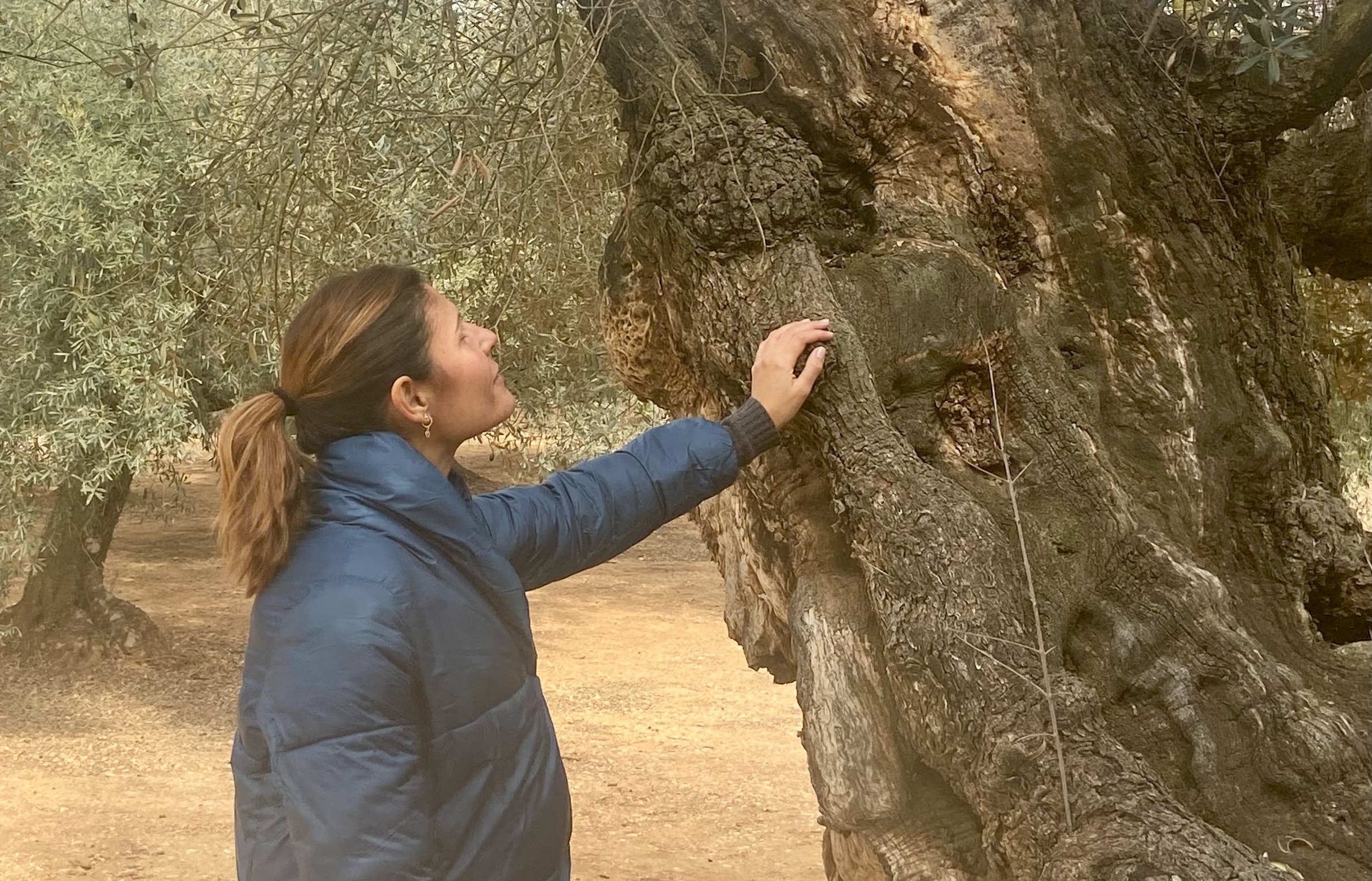 Canet lo Roig reivindica sus 1.300 olivos milenarios: programa siete rutas guiadas gratuitas 