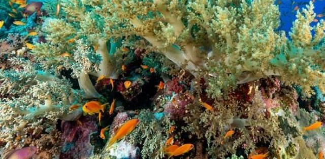 Águilas tendrá el primer Centro de Producción de Especies Marinas de la Región
