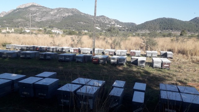 La patronal citrícola castellonense alerta de que la 'pinyolà' puede hacer desaparecer las clementinas