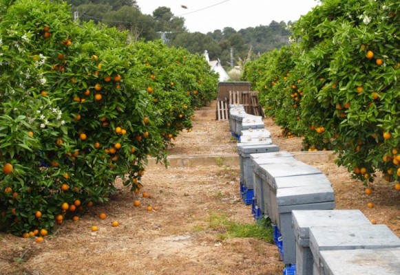 Reconversión varietal y enmallado, las claves para erradicar la ‘pinyolà’ de los cítricos en 2028