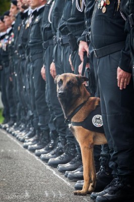 Muere Diesel, un perro policía en el asalto al piso durante la operación contra el cerebro de los atentados