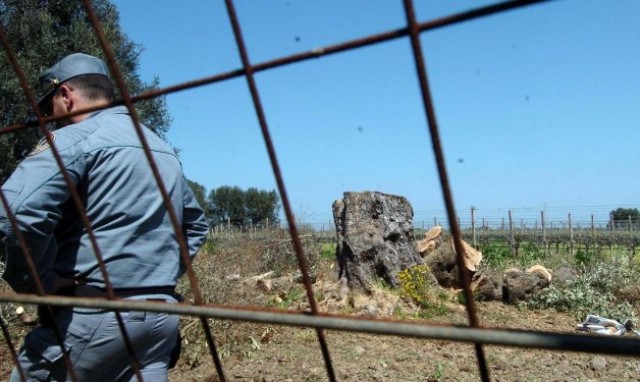 La 'peste' del olivo: 100 positivos de la 'fastidiosa' en Baleares alertan a los agricultores