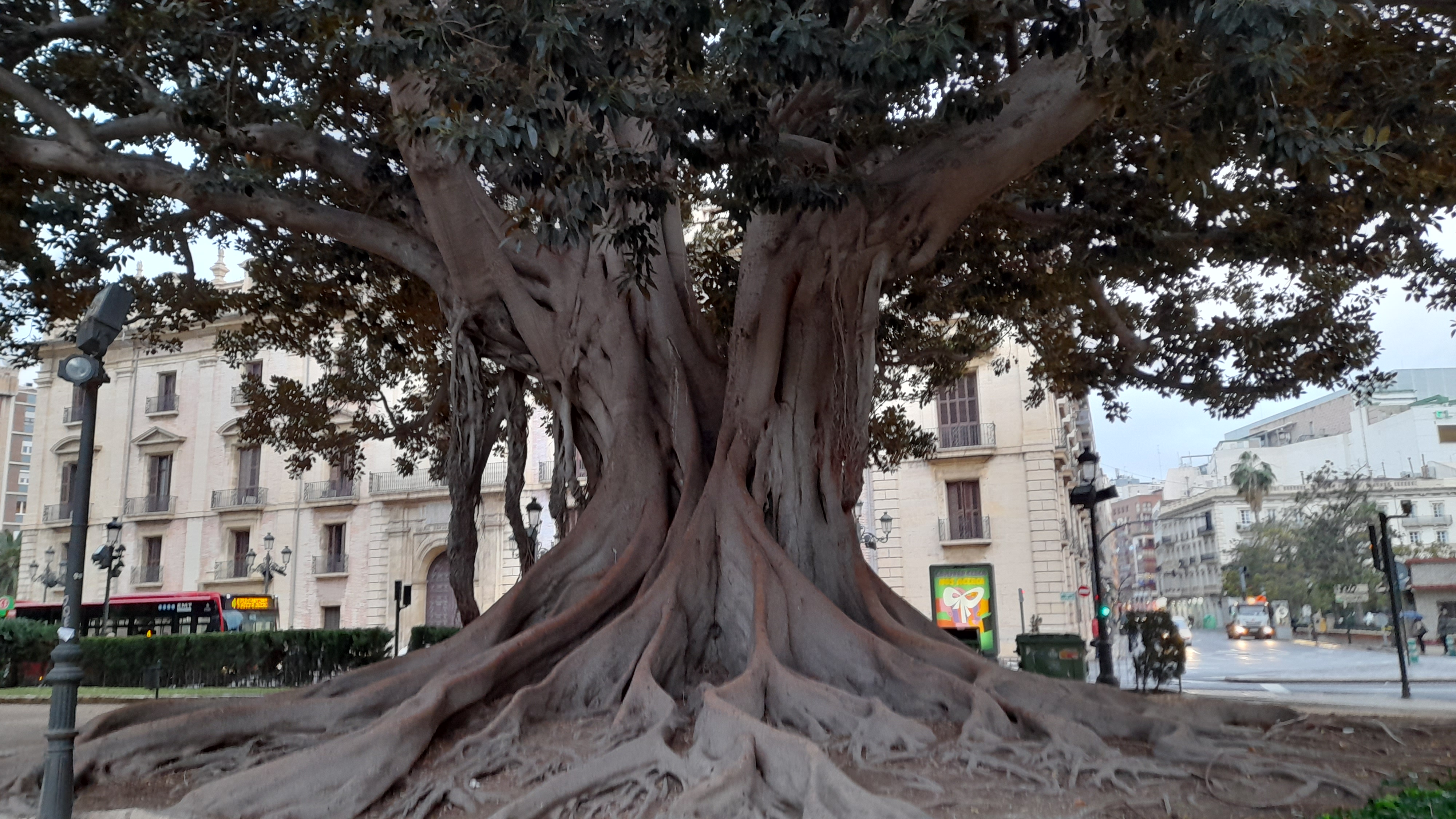 Uno de los ficus que hay en la Glorieta de València, frente al Palacio de Justicia. Foto: JAVIER CARRASCO - 