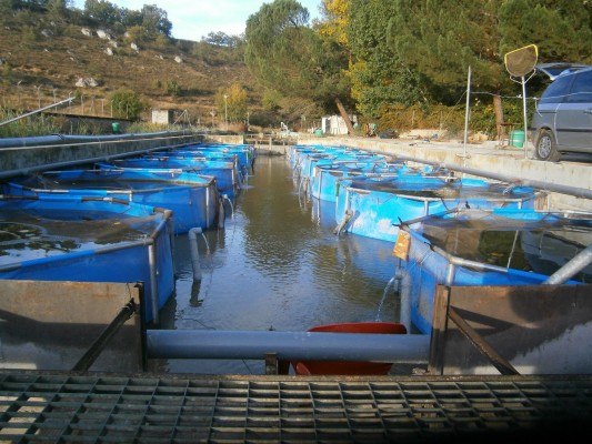Investigadores de la UPV desarrollan piensos 100% ecológicos para truchas, doradas y langostino 