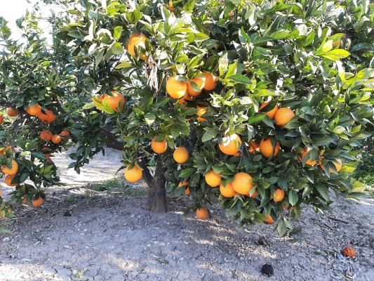 Las naranjas valencianas: ¿A segunda?