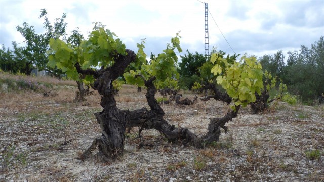 La Generalitat convoca 1,5 millones en ayudas para destilar subproductos de vinificación