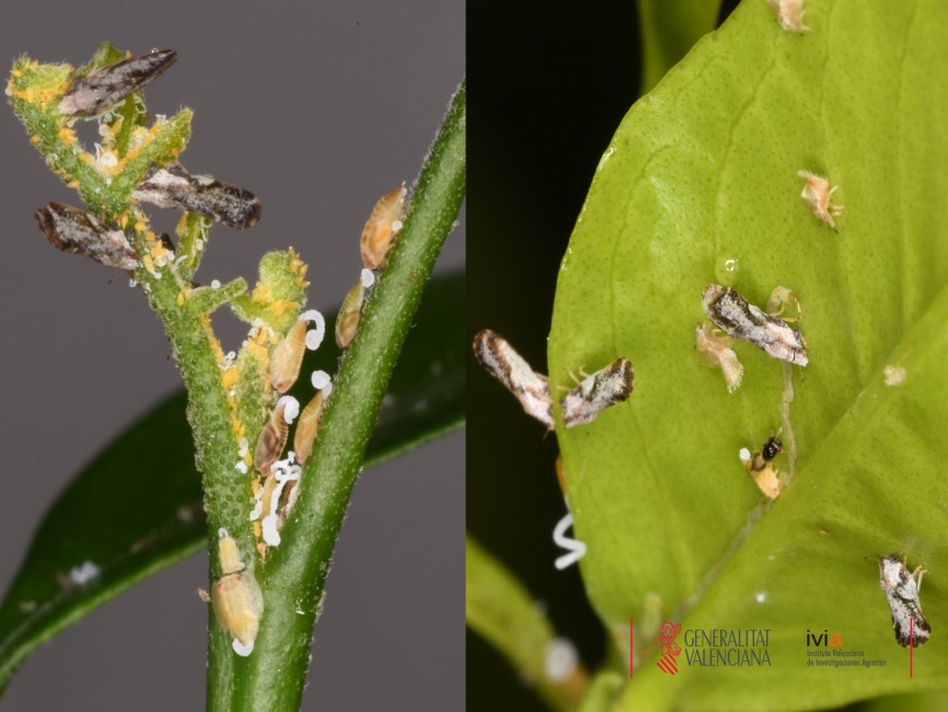 Adultos y ninfas de Diaphorina citri. Foto: IVIA - 