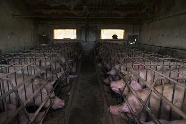 Rebelión en la granja: de la carne y otros menesteres