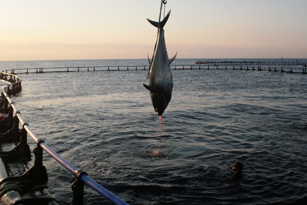 Una empresa alemana valora criar atún rojo en cautividad en el puerto de Castellón