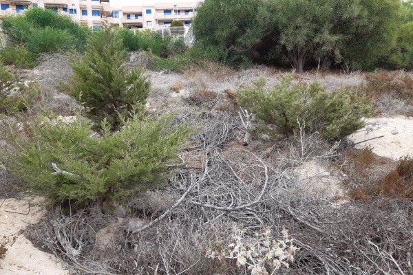 El Monte Blanco busca una 'segunda vida': Anse y Cartagena retoman su restauración ambiental