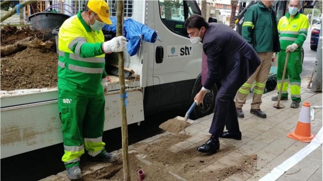 Alicante repone un millar de árboles en alcorques vacíos en más de 300 calles y plazas