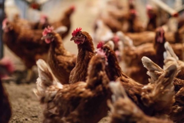 La Comunitat Valenciana refuerza la vigilancia por el aumento continental de gripe aviar
