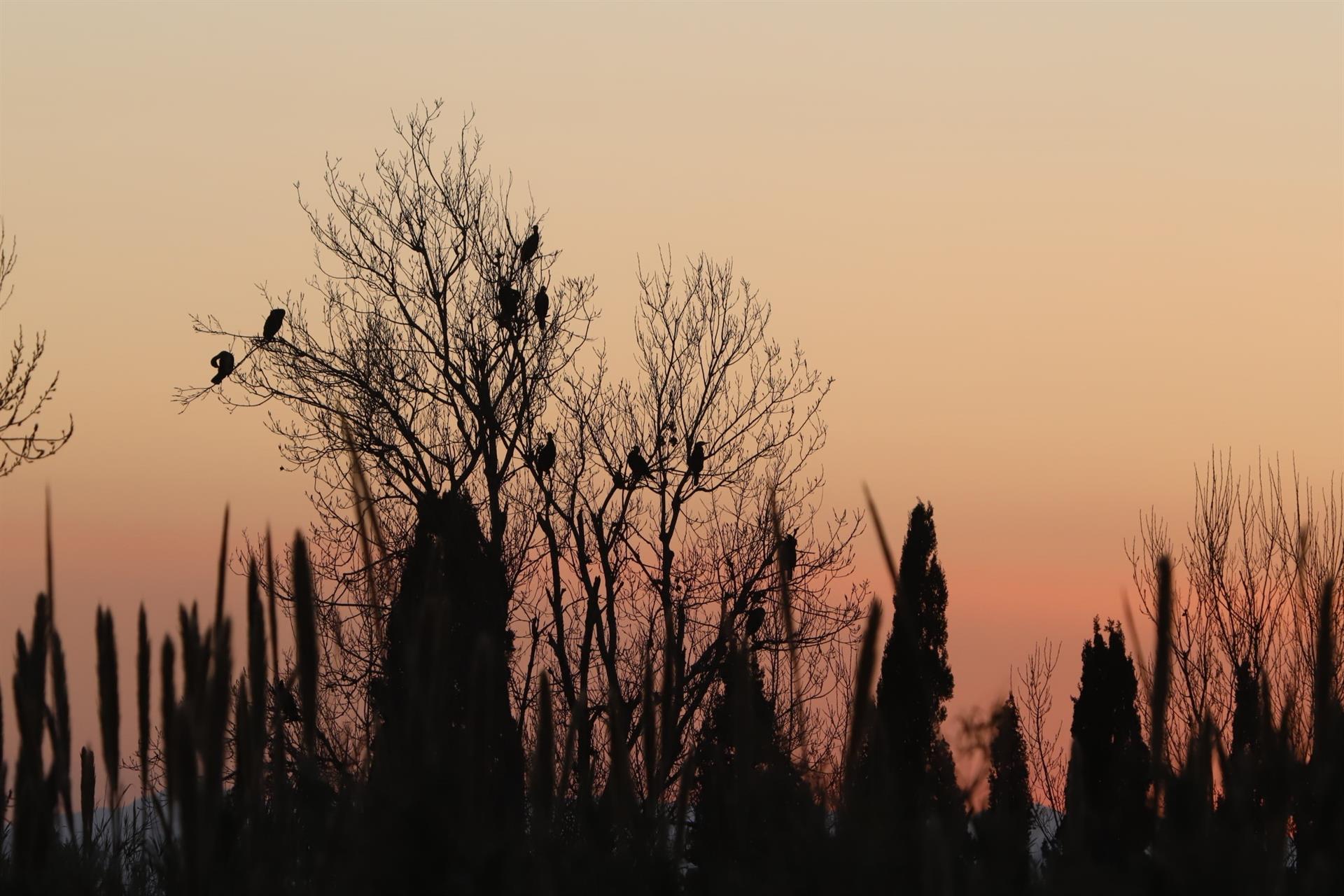 Censan 18 ejemplares de cormoranes grandes en los dormideros de la desembocadura del Millars