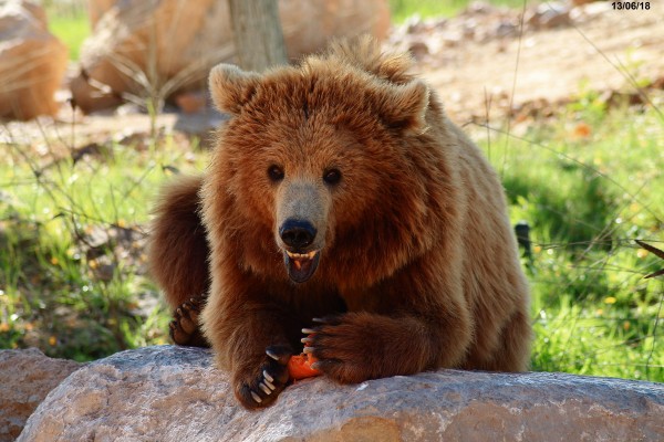 La osa Fabila de Terra Natura celebra este sábado su 30 cumpleaños 