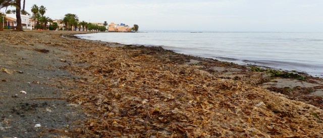 El macrocontrato de retirada de biomasa en el litoral cartagenero queda en suspenso