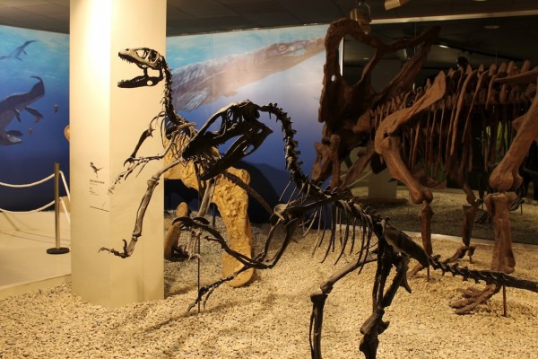 El Museo Paleontológico de Elche incrementa sus visitas un 34%