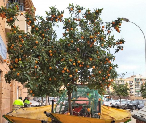 Empieza la campaña 2022 de recogida de naranjas de los 12.000 árboles de València