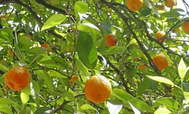 Sudáfrica exportará cítricos transgénicos a Europa para cumplir con la nueva normativa ecológica