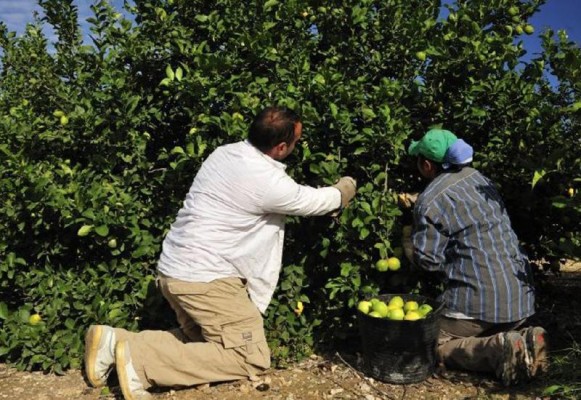 El problema con la fruta y verdura turca: más de una detección diaria con plaguicidas prohibidos