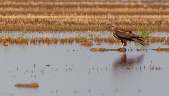 El aguilucho lagunero se consolida en la Comunitat Valenciana y sale del peligro de extinción
