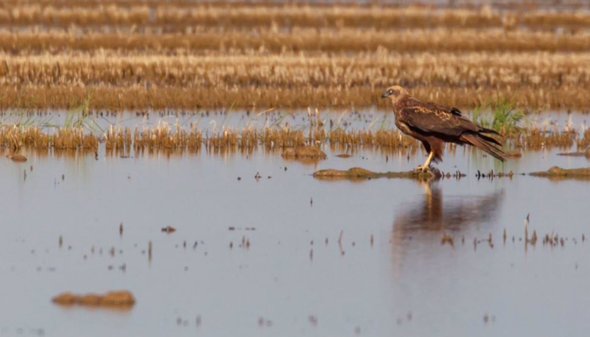 El aguilucho lagunero se consolida en la Comunitat Valenciana y sale del peligro de extinción
