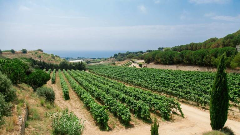 Innovación para un viñedo valenciano más sostenible

