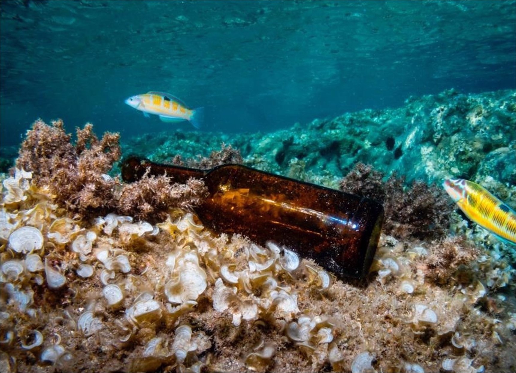 El MuVIM enseña la huella humana de los fondos marítimos de la Comunitat